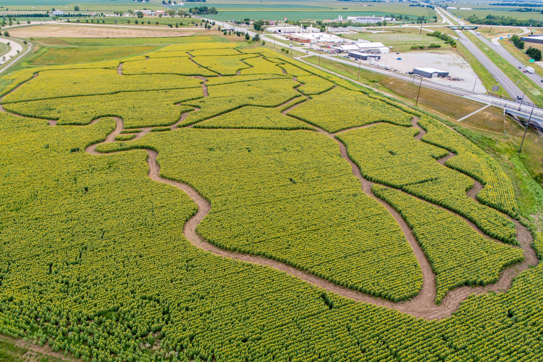 07282022-clearview-sunflowers-bloom-aerial-1.jpg